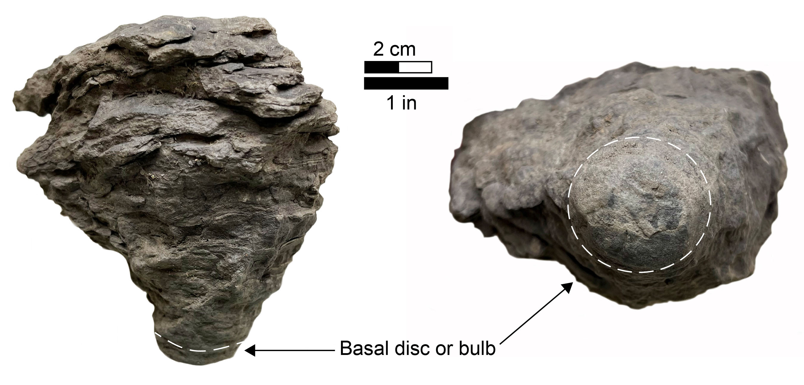 Conostichus fossil